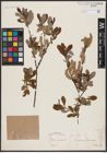 Foto von Salix aurita L.